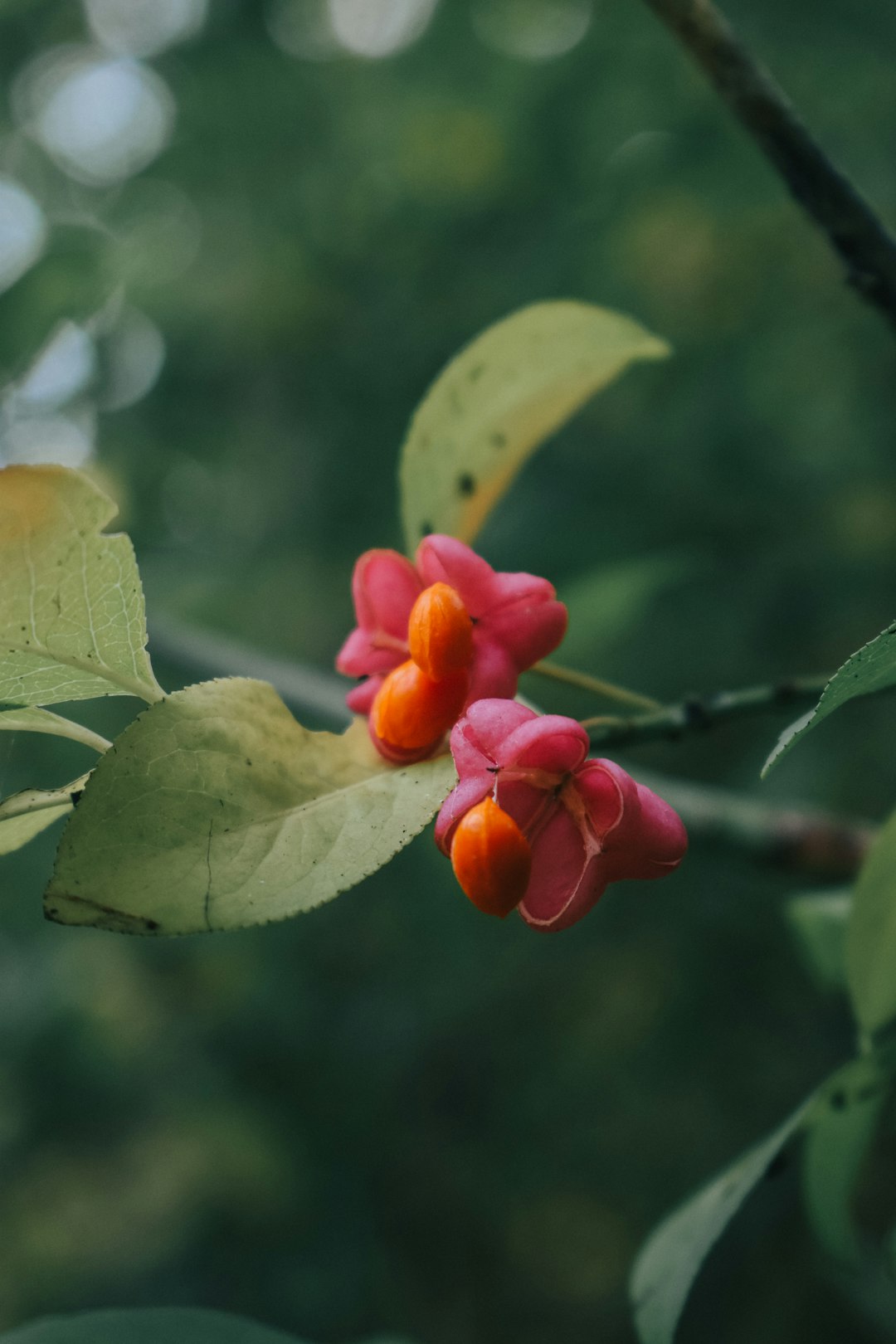 red and yellow flower in tilt shift lens