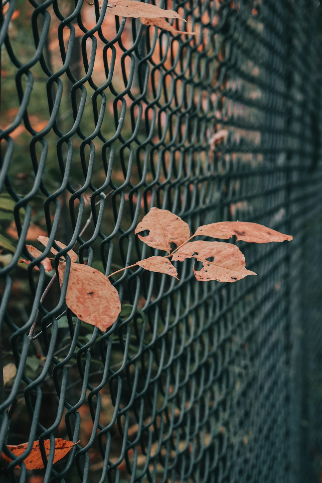 brown dried leaf on black metal fence