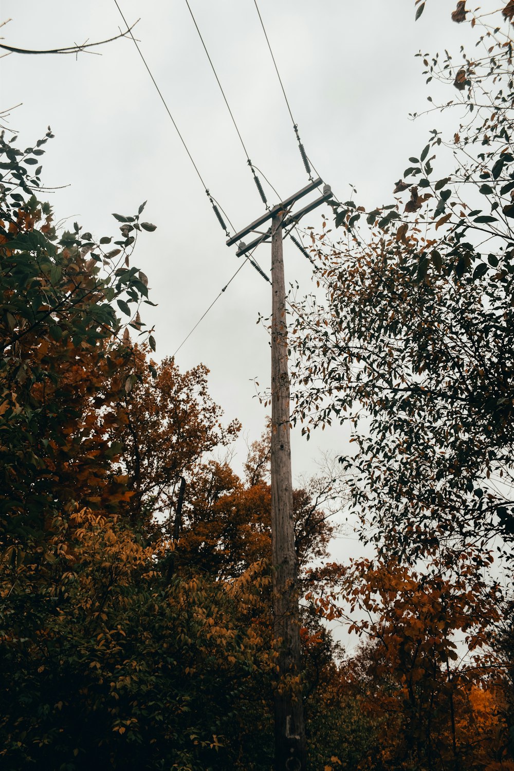 brown tree with green leaves during daytime