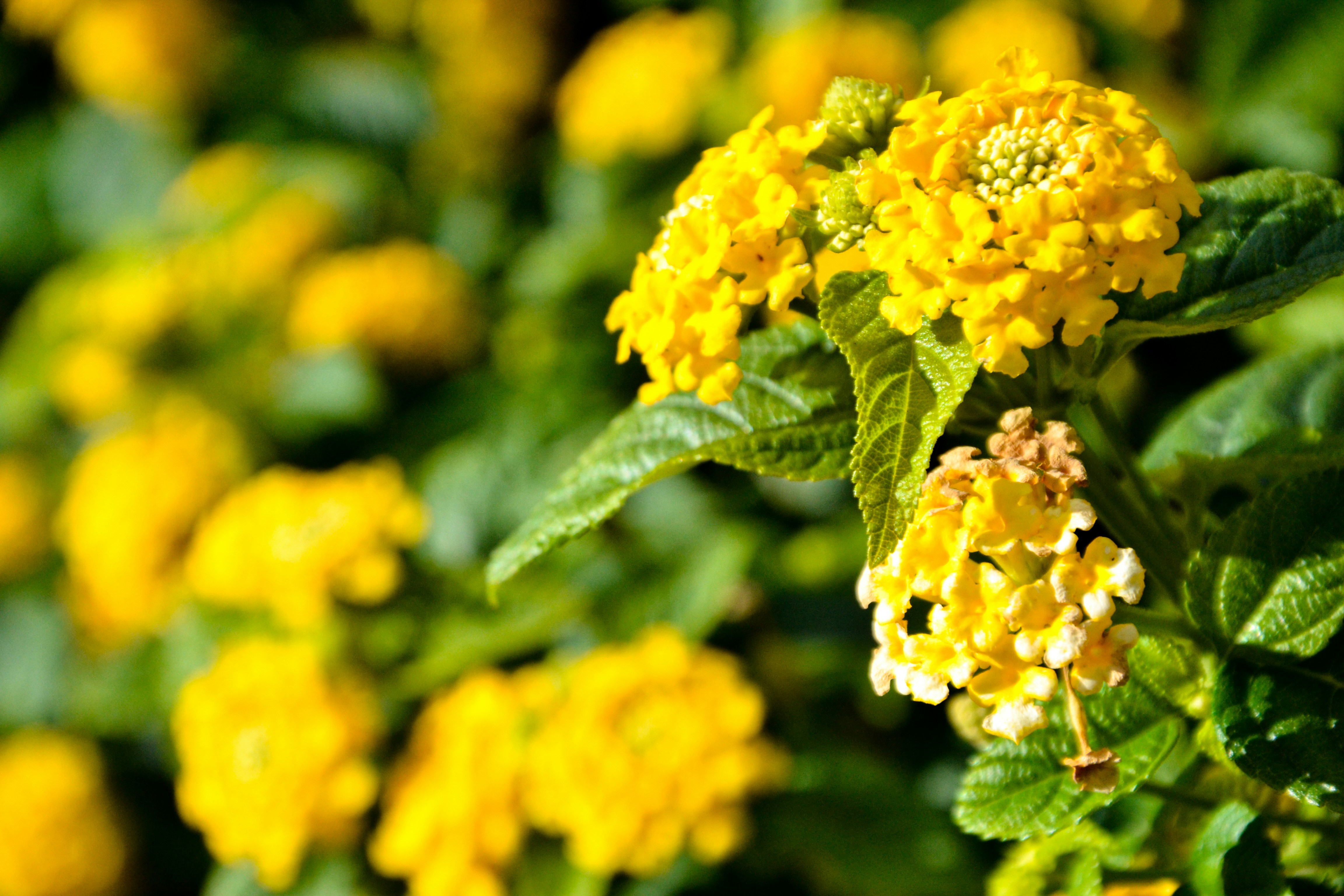 Photo by thesweetpotato