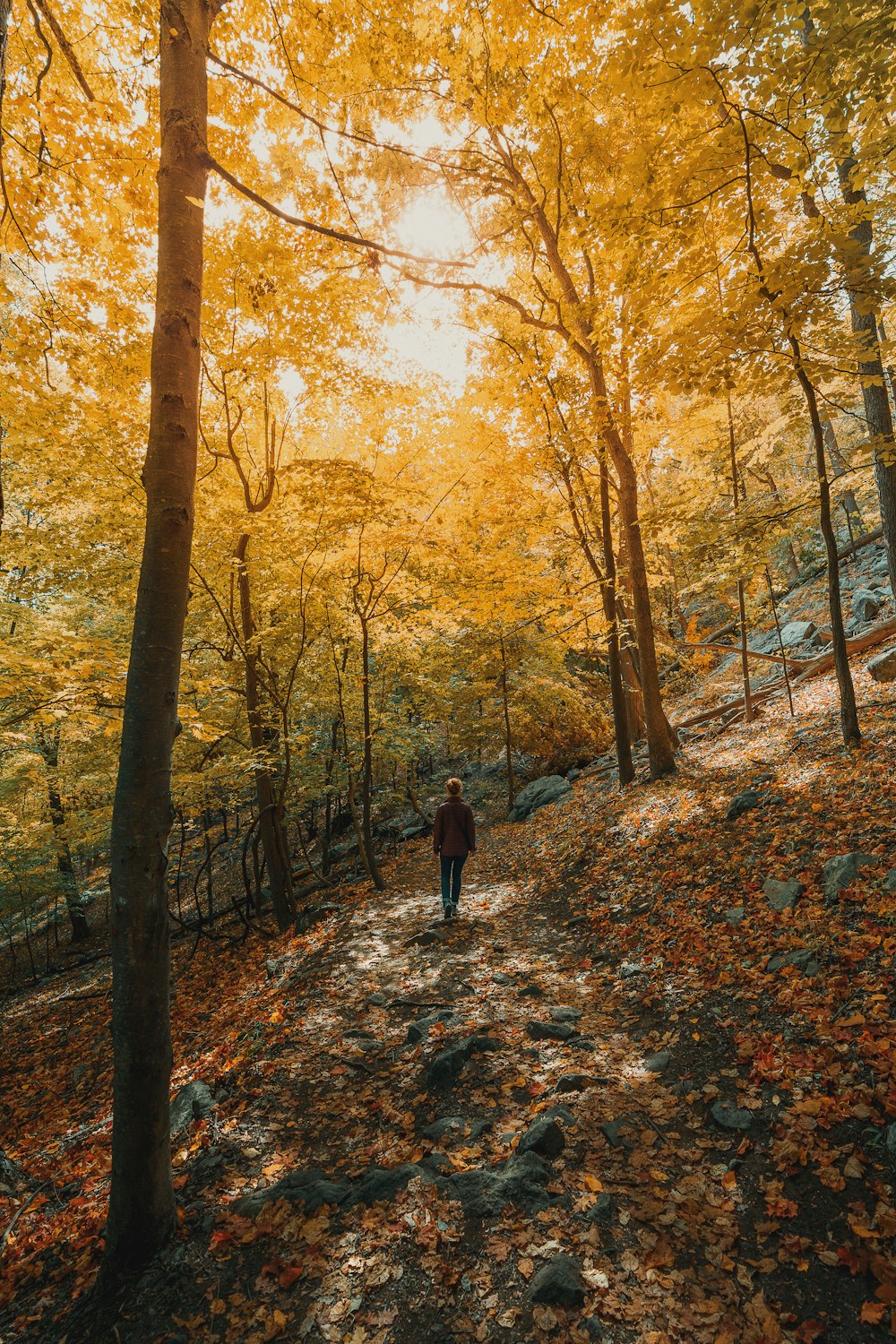 Persona con chaqueta negra caminando en el bosque durante el día