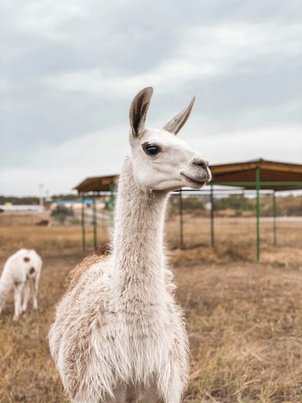 white llama on brown field under white clouds during daytime