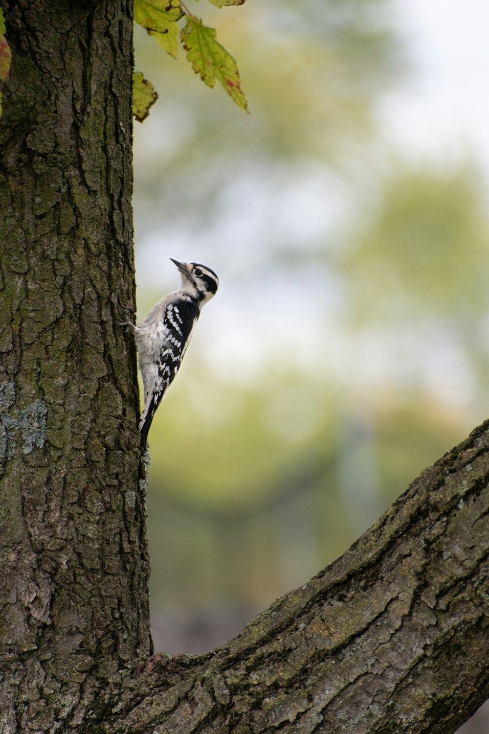 black and white bird on brown tree trunk