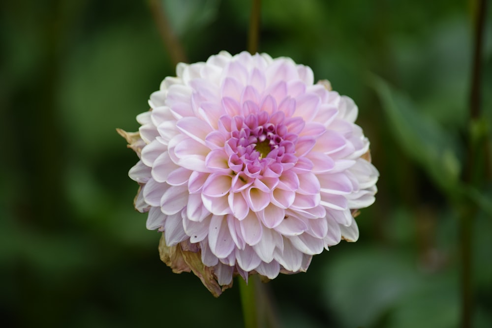 pink and white flower in tilt shift lens