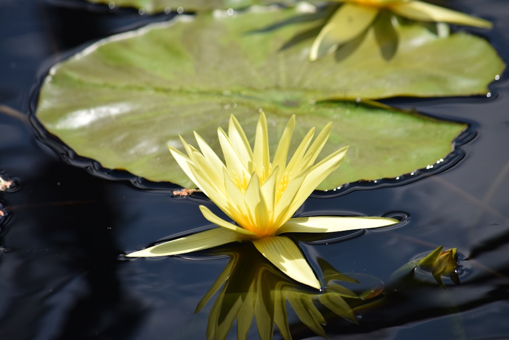 yellow and white lotus flower