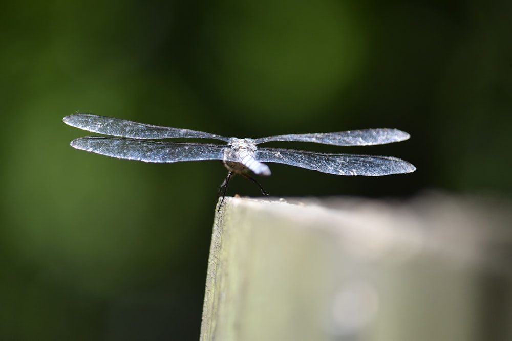 blue and black dragonfly on brown wooden fence during daytime