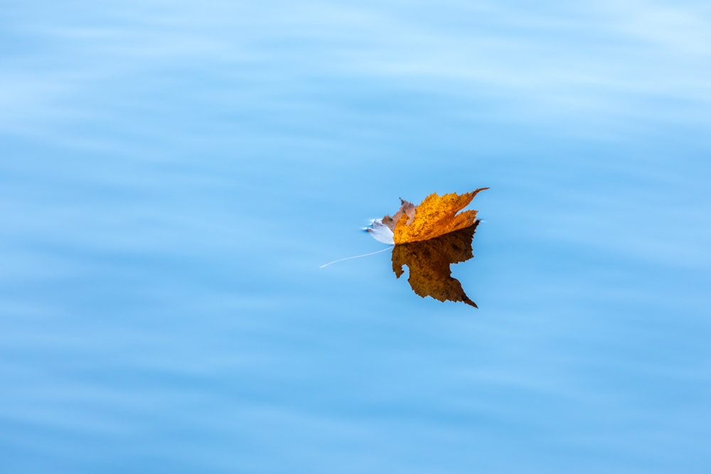 brown leaf on blue water
