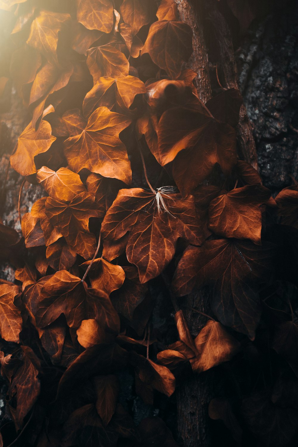 foglie marroni su tronco d'albero marrone