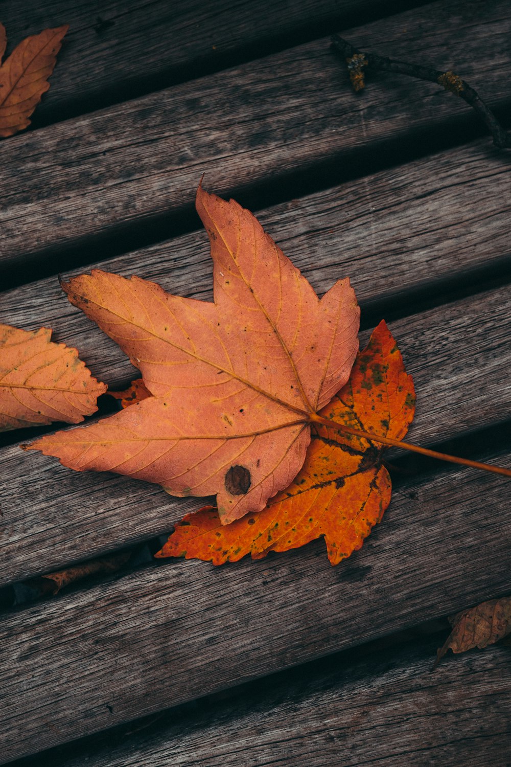 brown maple leaf on brown wooden surface