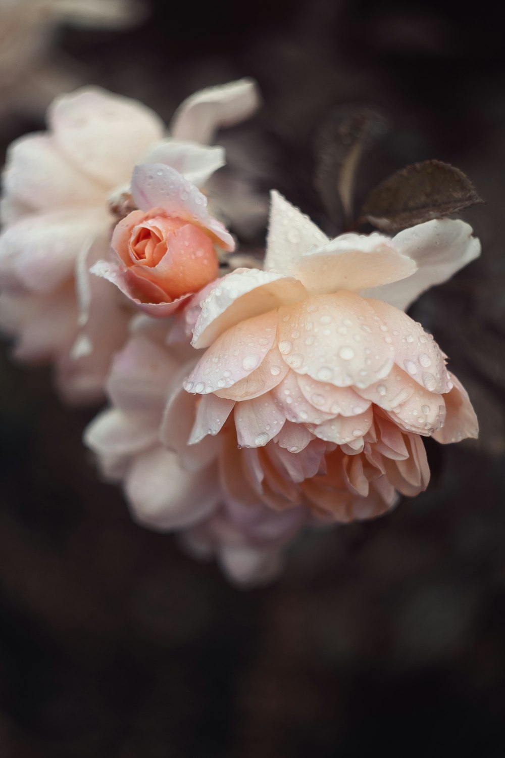 white and red flower in macro lens