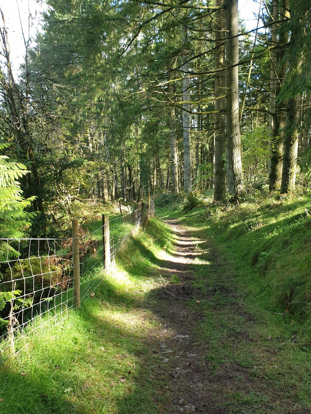 Herbe verte et arbres pendant la journée