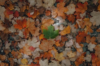 brown and white maple leaves on ground
