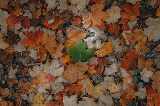 brown and white maple leaves on ground