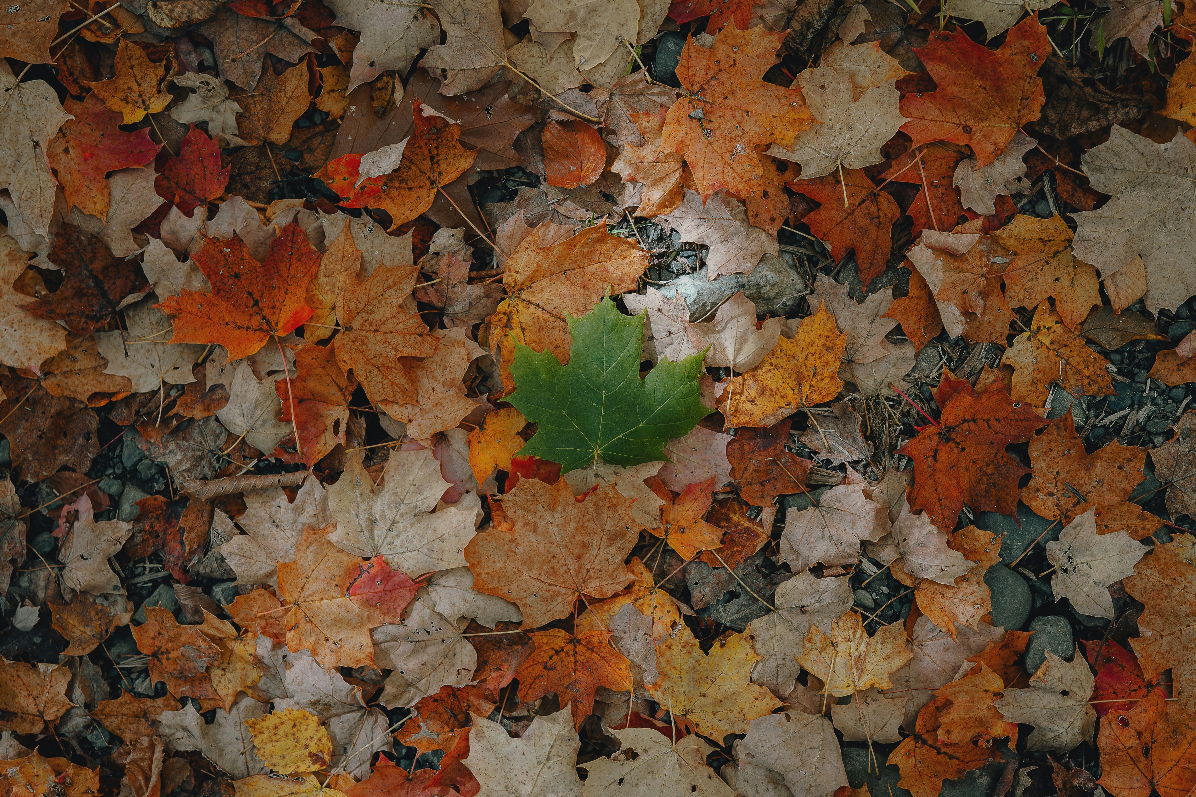 Leaves! (IG: @clay.banks)