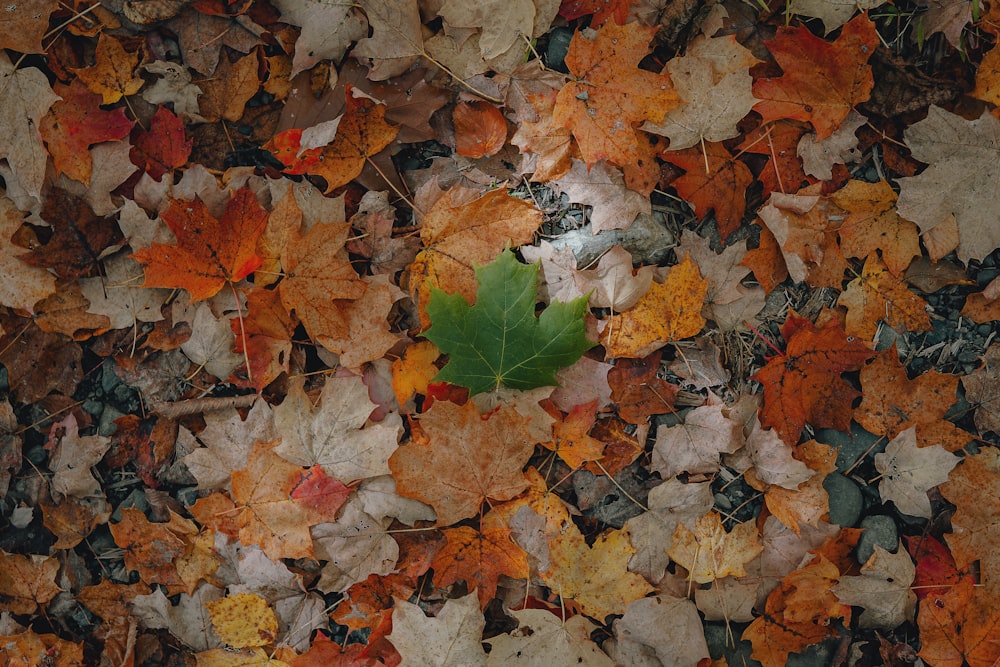 hojas de arce marrones y blancas en el suelo