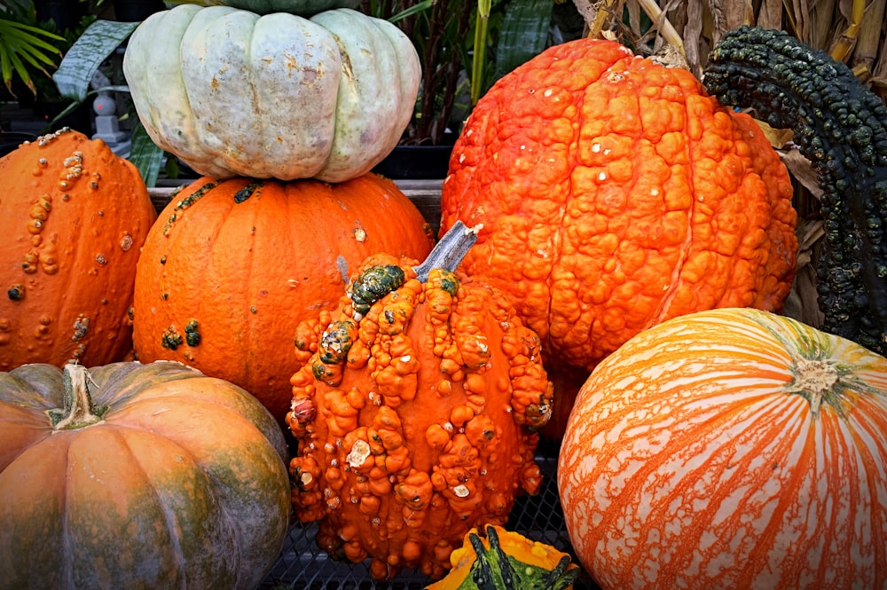 orange pumpkins on black and white textile