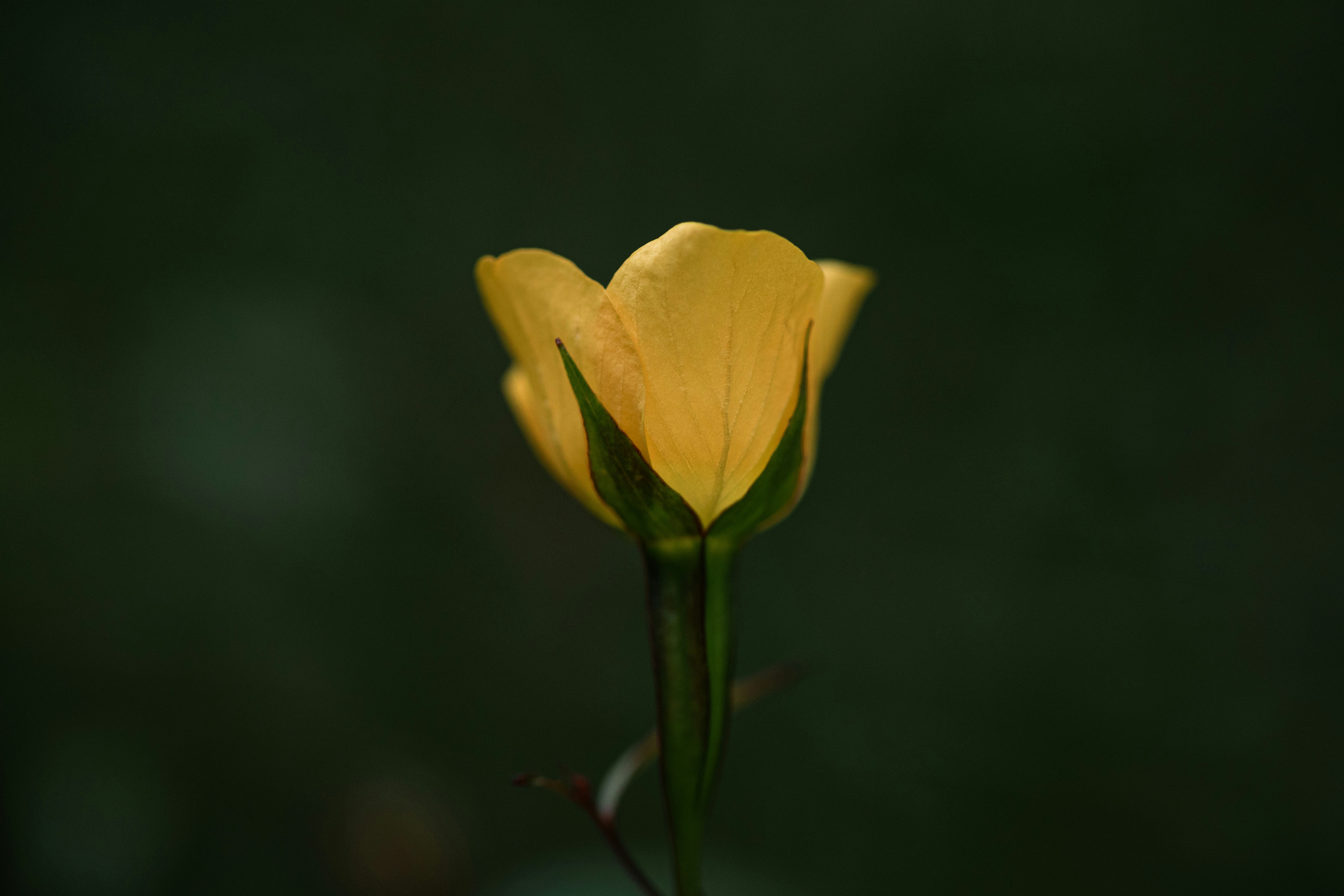 Photo by timothycdykes