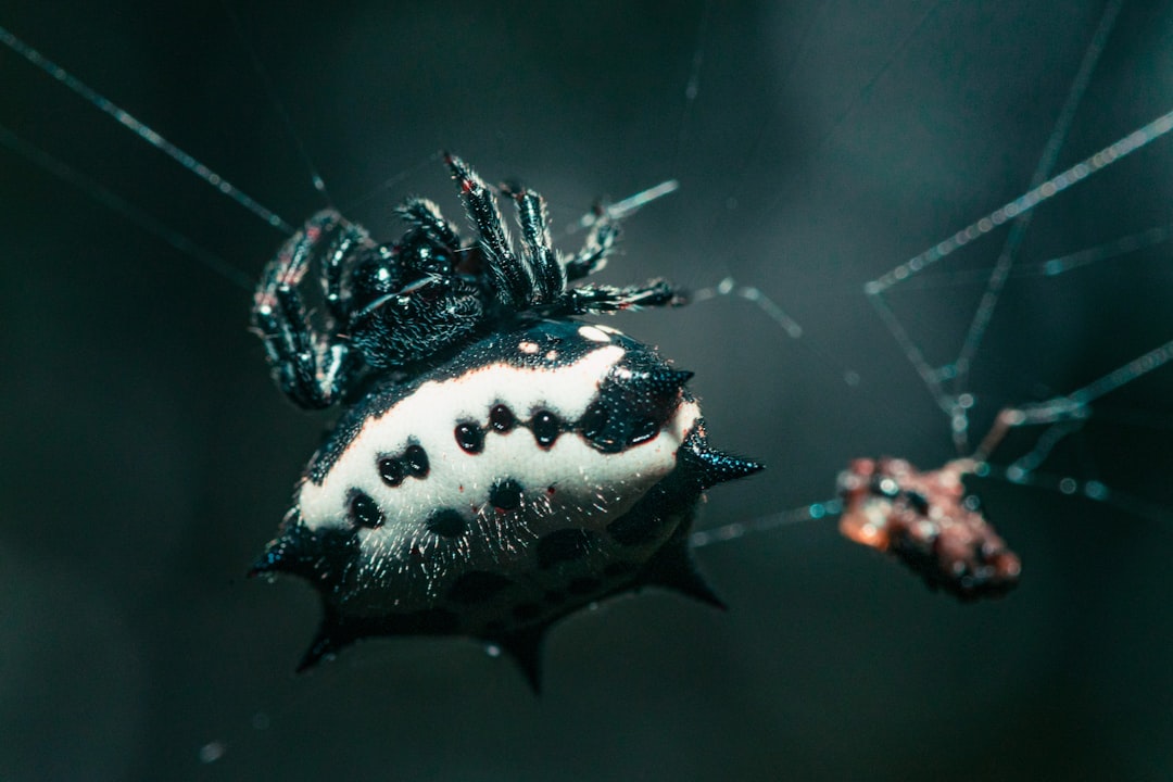 black and white spider web in close up photography