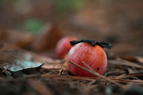 Red apple fruit on brown dried leaves