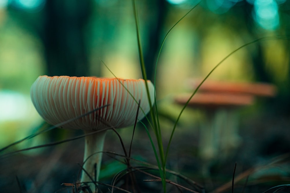 white and brown mushroom in close up photography