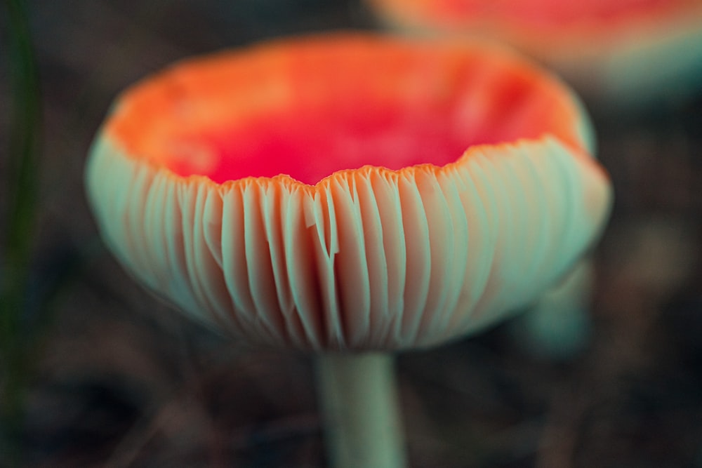 white and red mushroom in close up photography