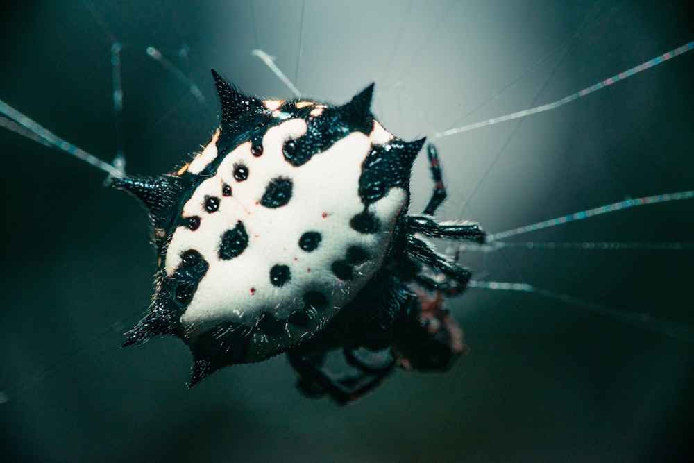 Tela de araña manchada en blanco y negro en fotografía de primer plano