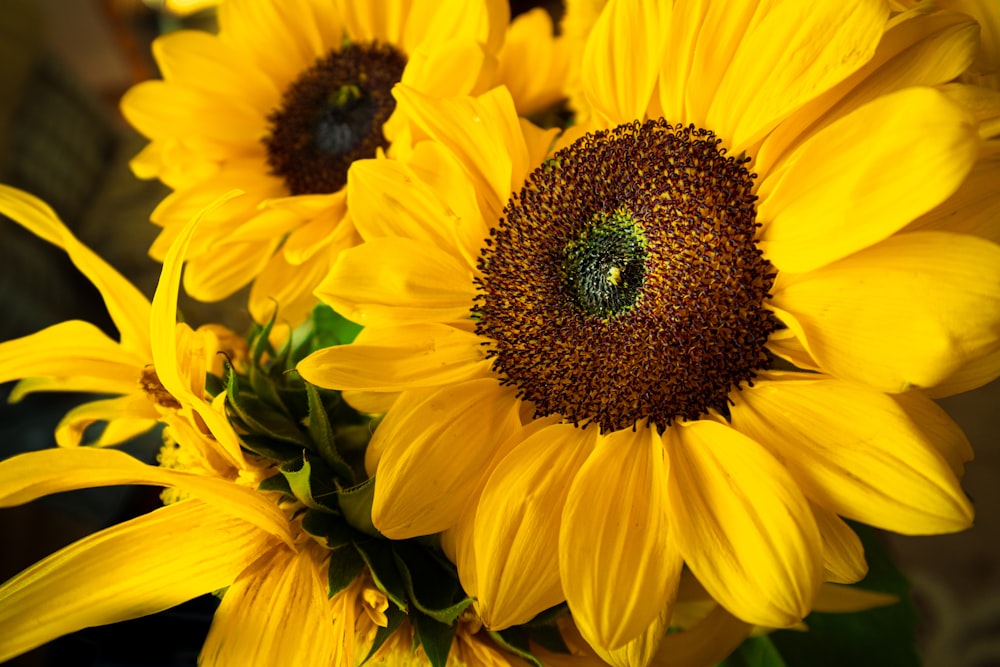 yellow sunflower in close up photography