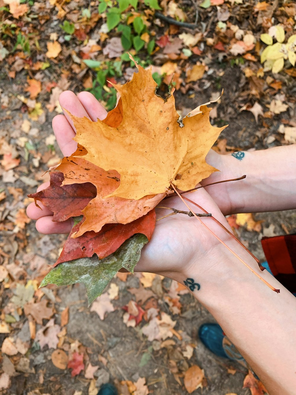 brown and green maple leaf on persons hand