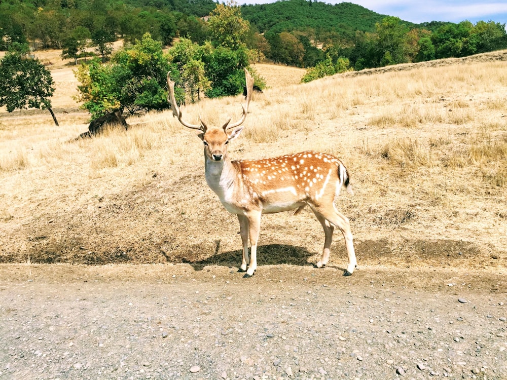 brown and white deer walking on brown dirt road during daytime