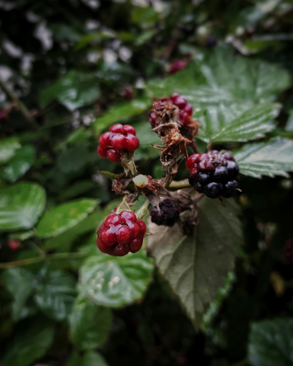 red and black round fruits