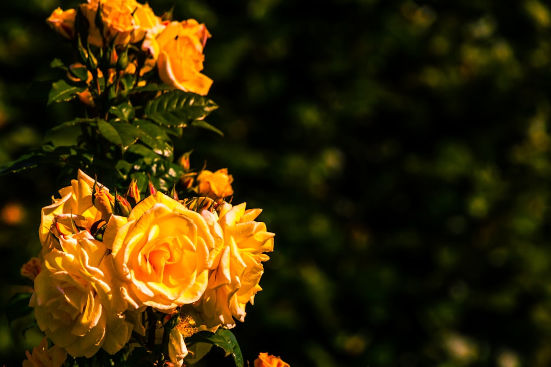 yellow rose in bloom during daytime