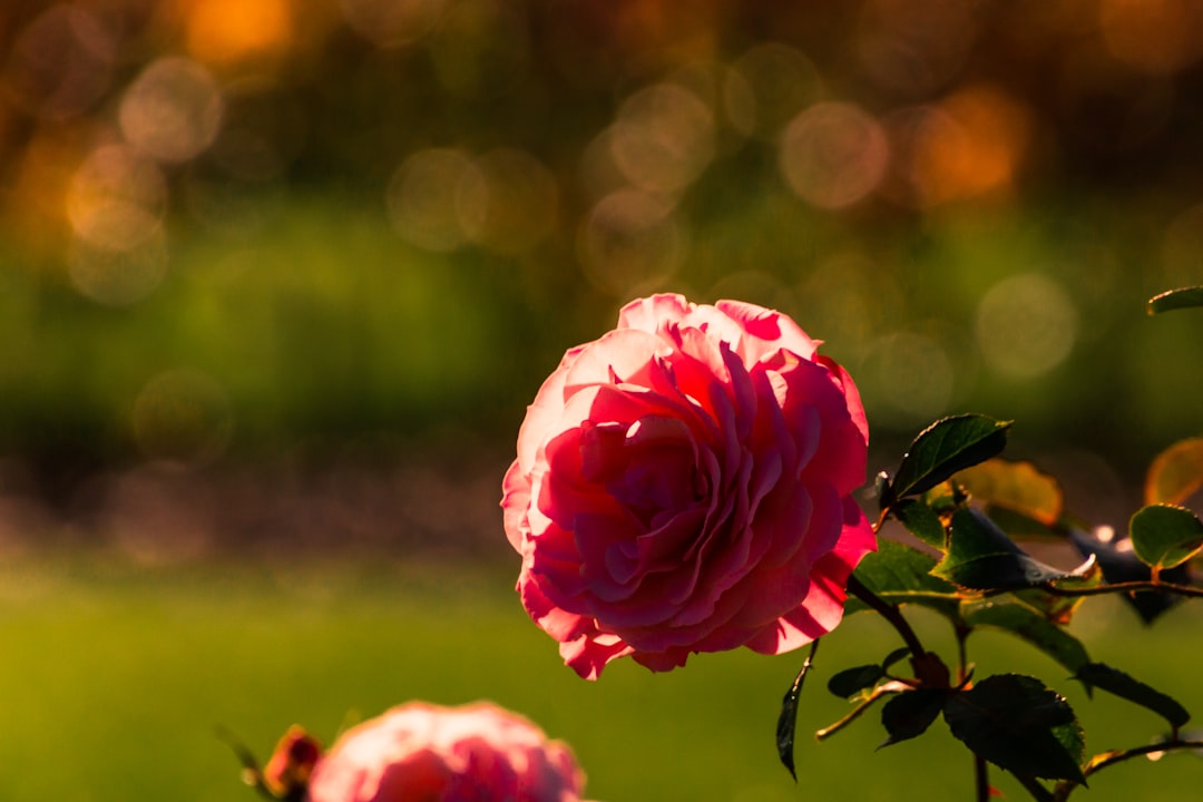 pink rose in bloom during daytime