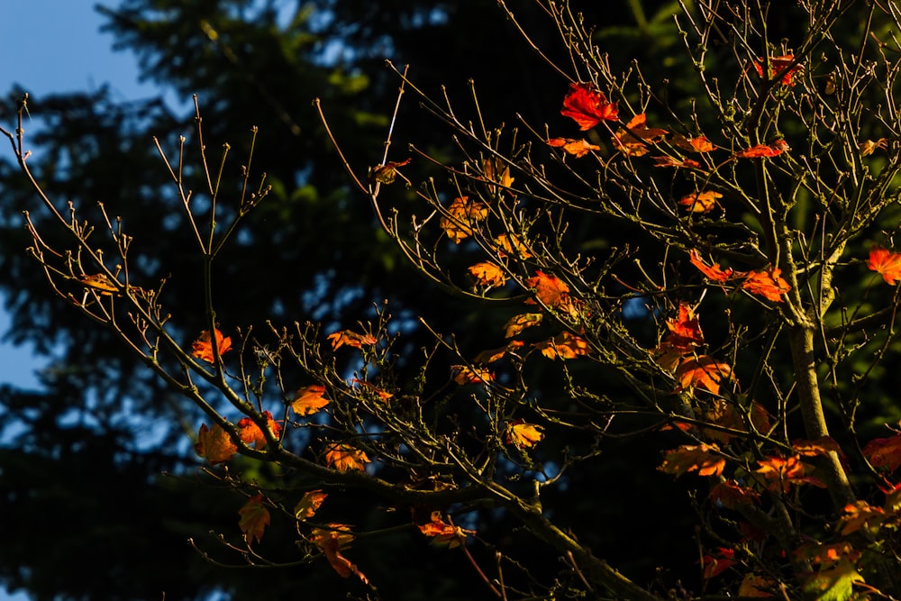 red and green leaves during daytime