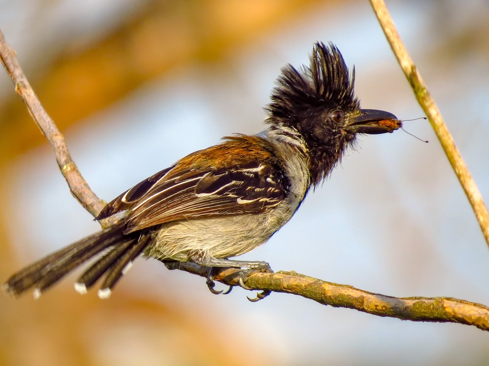 Brauner und weißer Vogel am braunen Ast