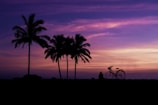 silhouette of palm tree during sunset