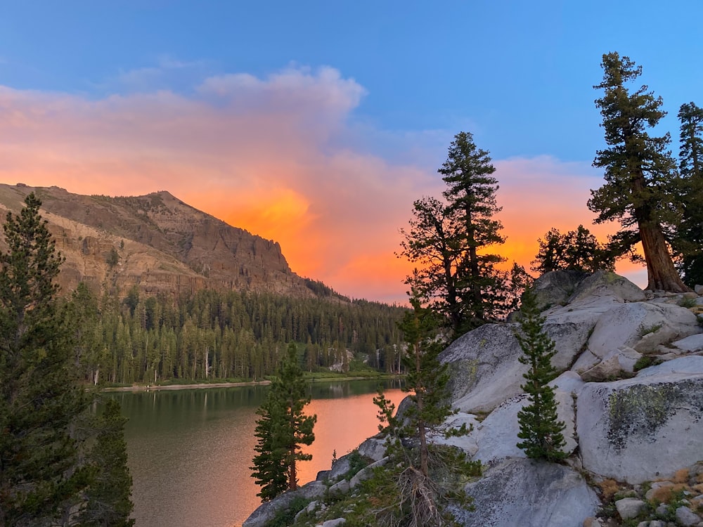 green pine trees near lake during daytime