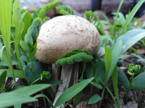 Close-up of healthy mushroom spawn growing in natural farm setting.