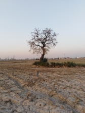 leafless tree on brown field during daytime