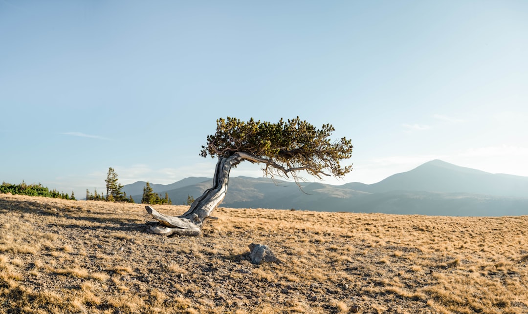 green tree on brown field during daytime