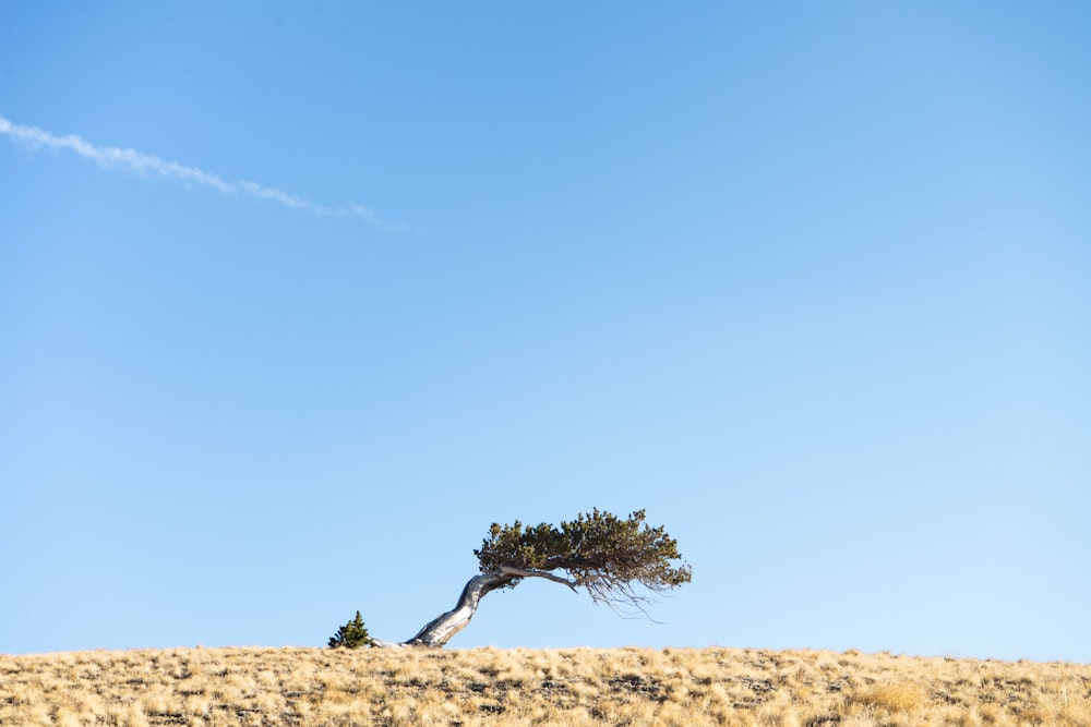 green tree on brown sand under blue sky during daytime