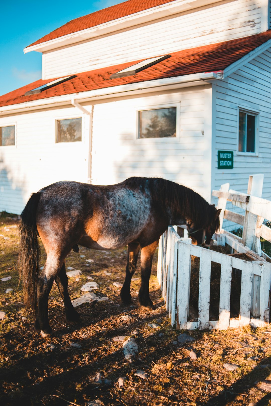 brown horse standing on brown soil near white wooden fence during daytime