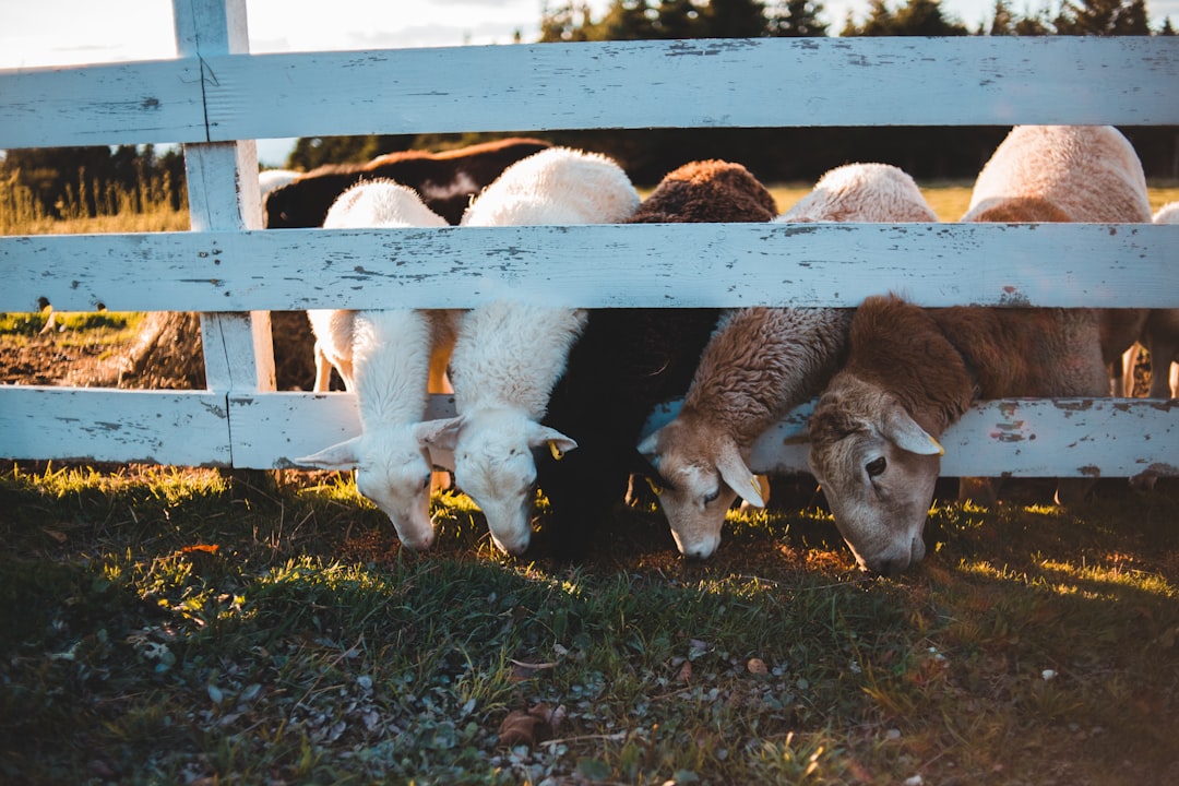 white and brown goats on brown wooden fence