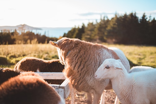 A peaceful farm scene with sheep and goats grazing under a clear sky.
