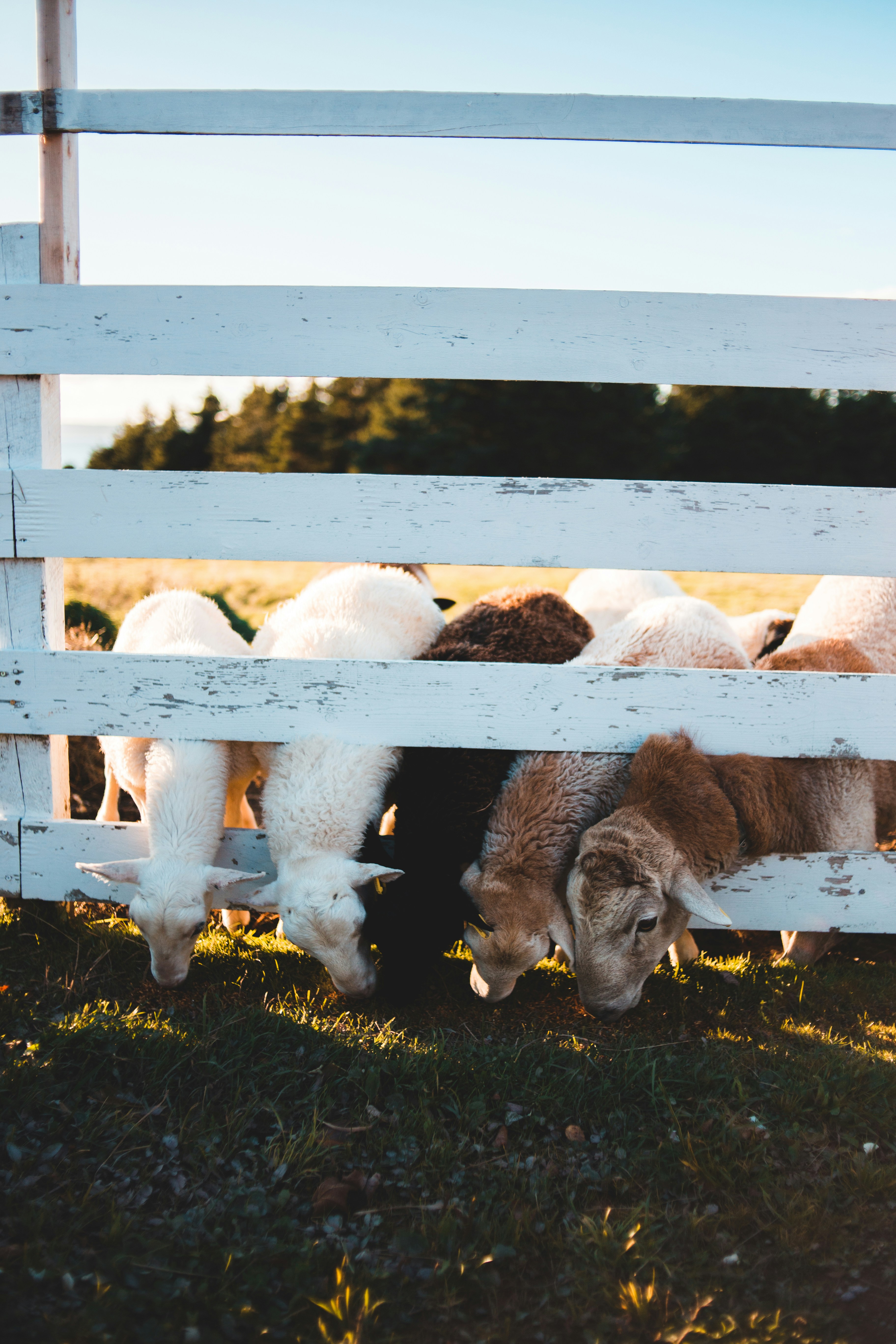 White and brown sheep on green grass field during daytime photo – Free ...