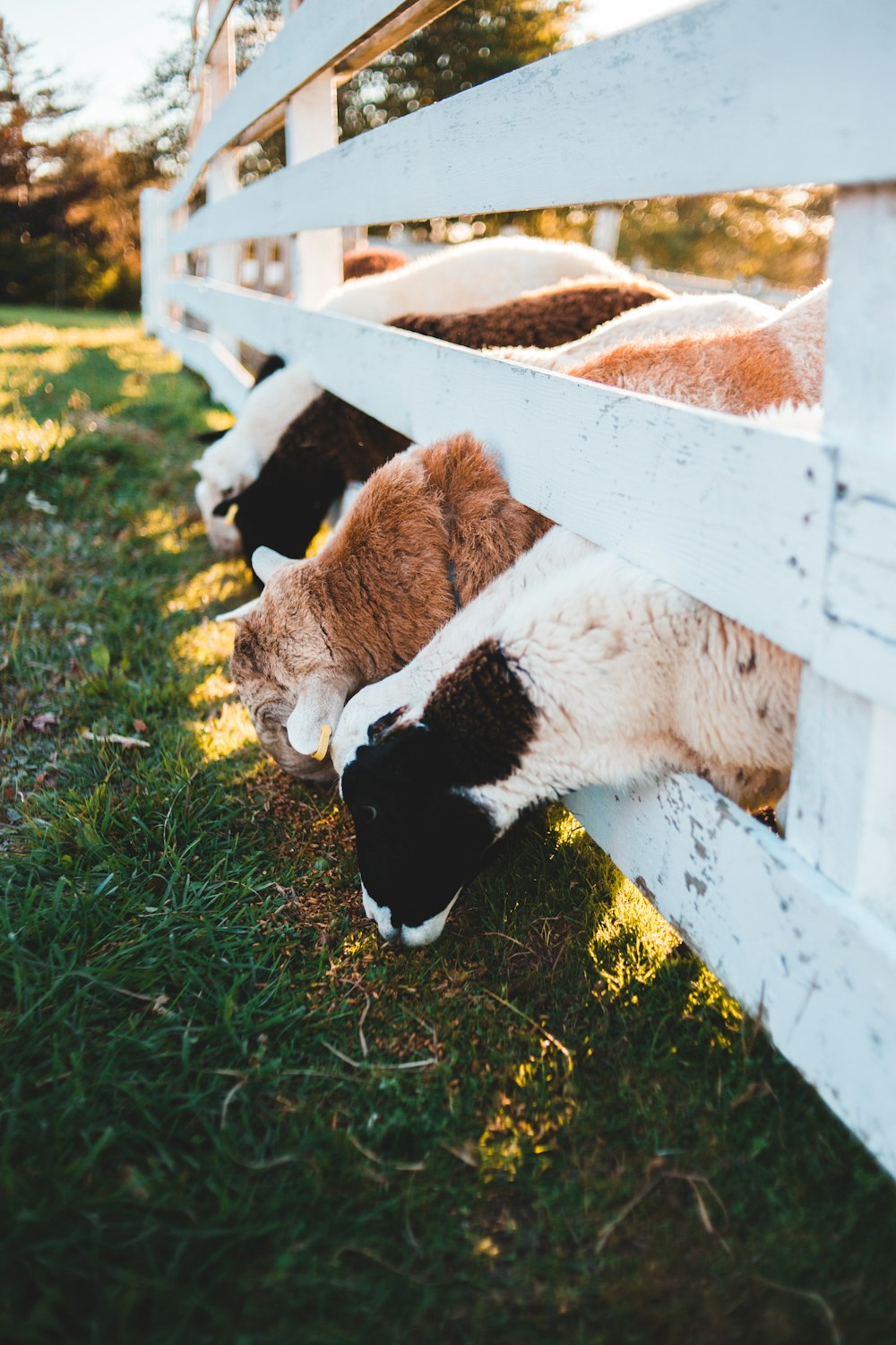 white and black cow lying on green grass during daytime