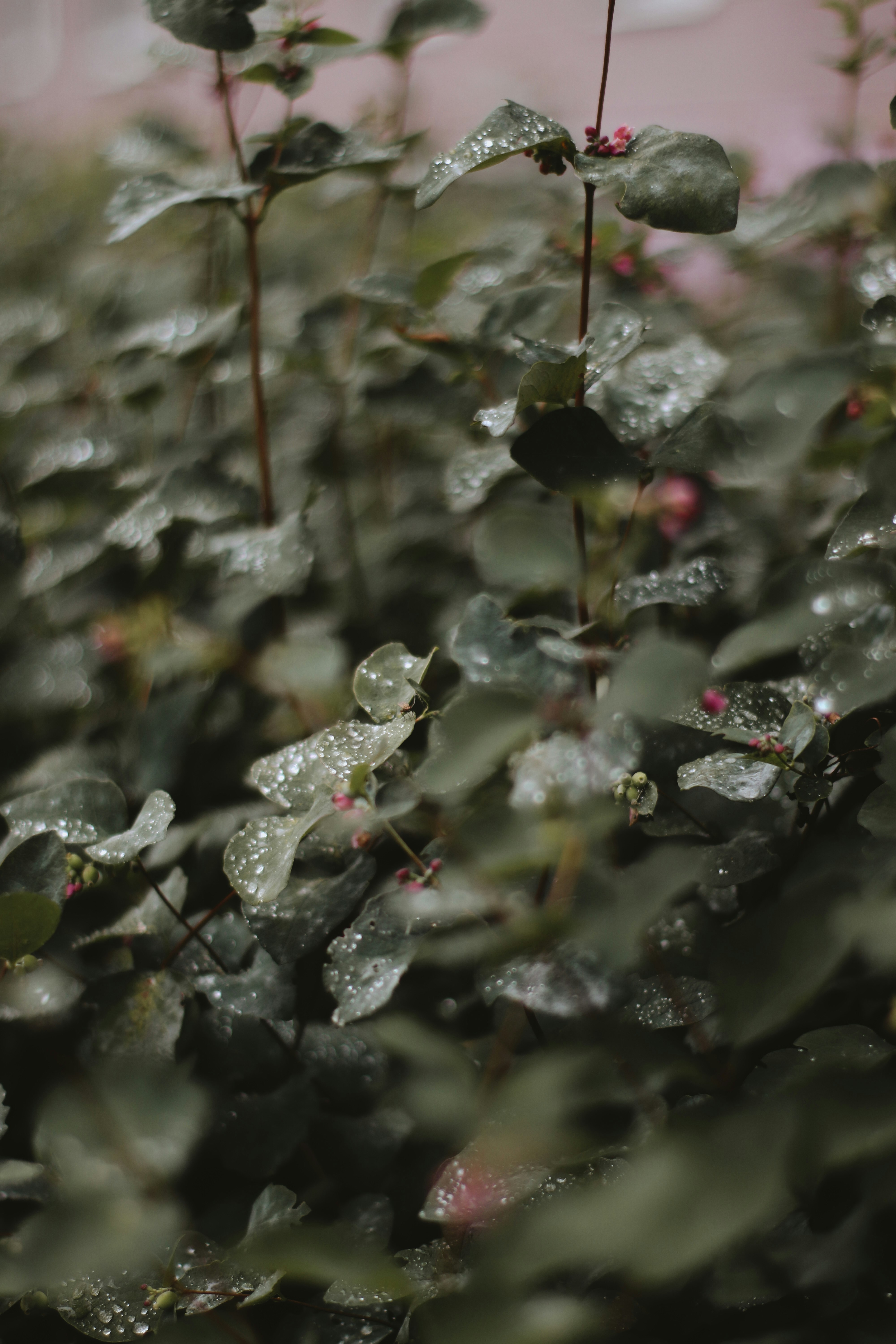 red and green plant with water droplets