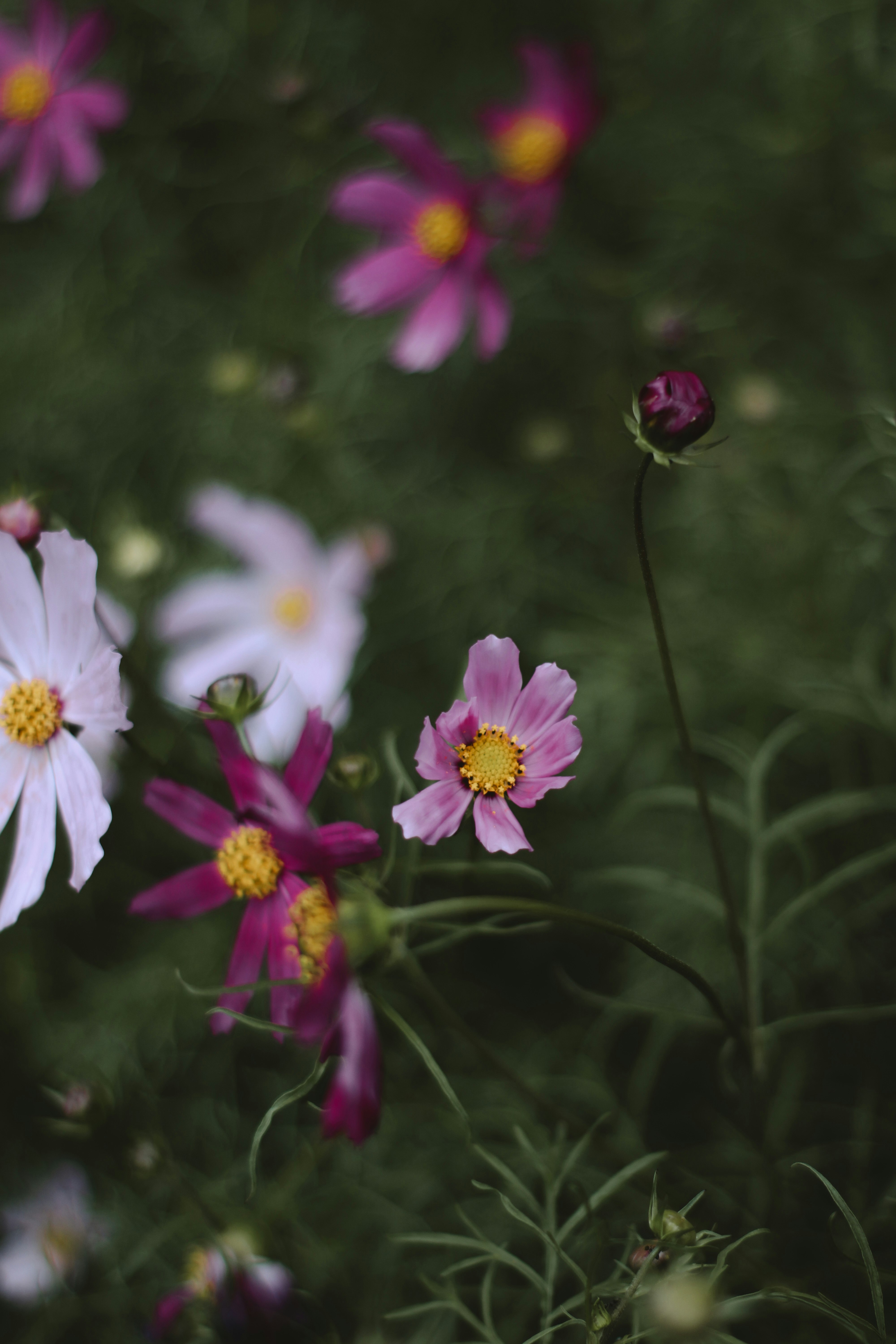 white and purple flowers in tilt shift lens