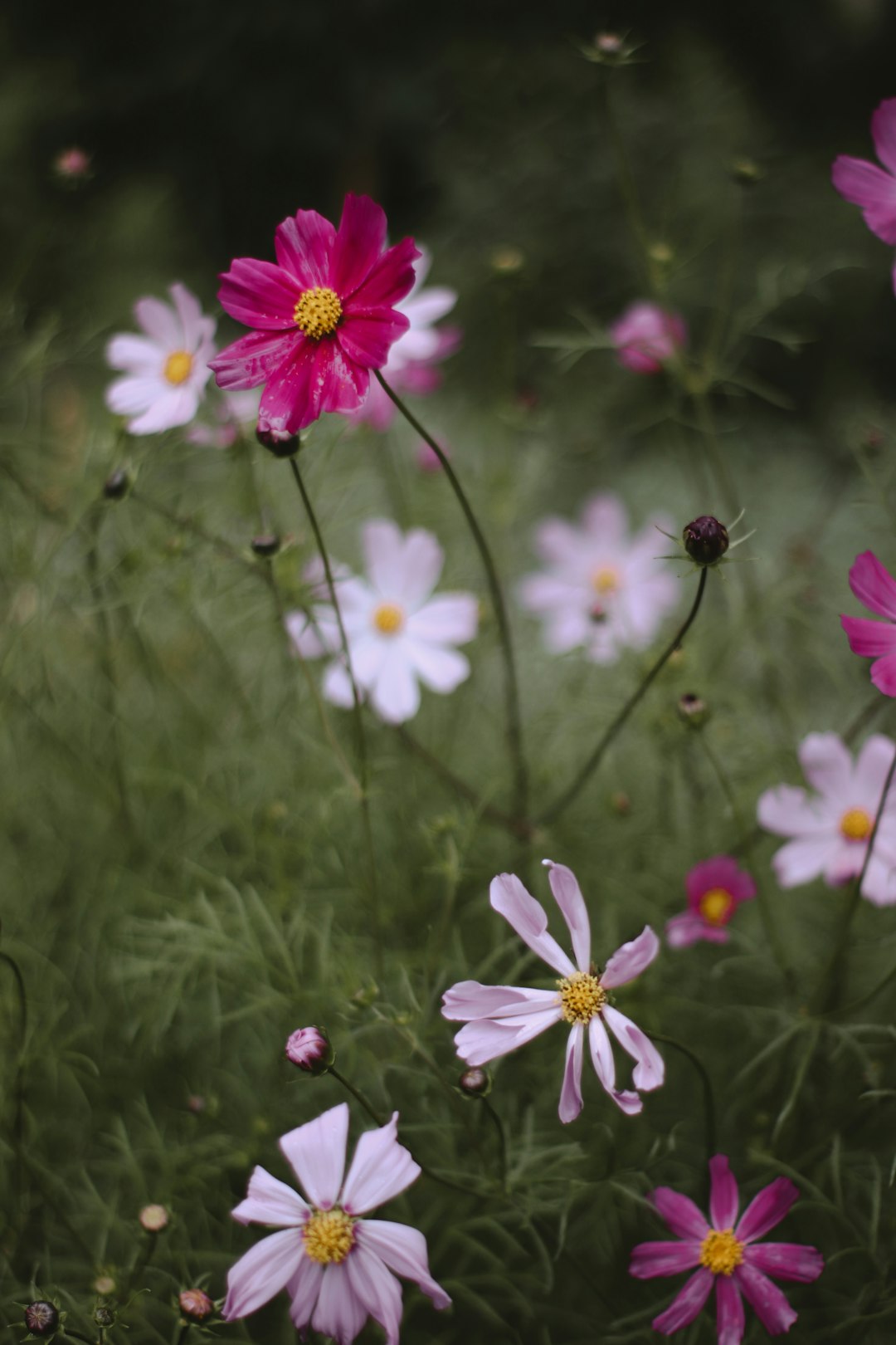 pink and white flower in tilt shift lens