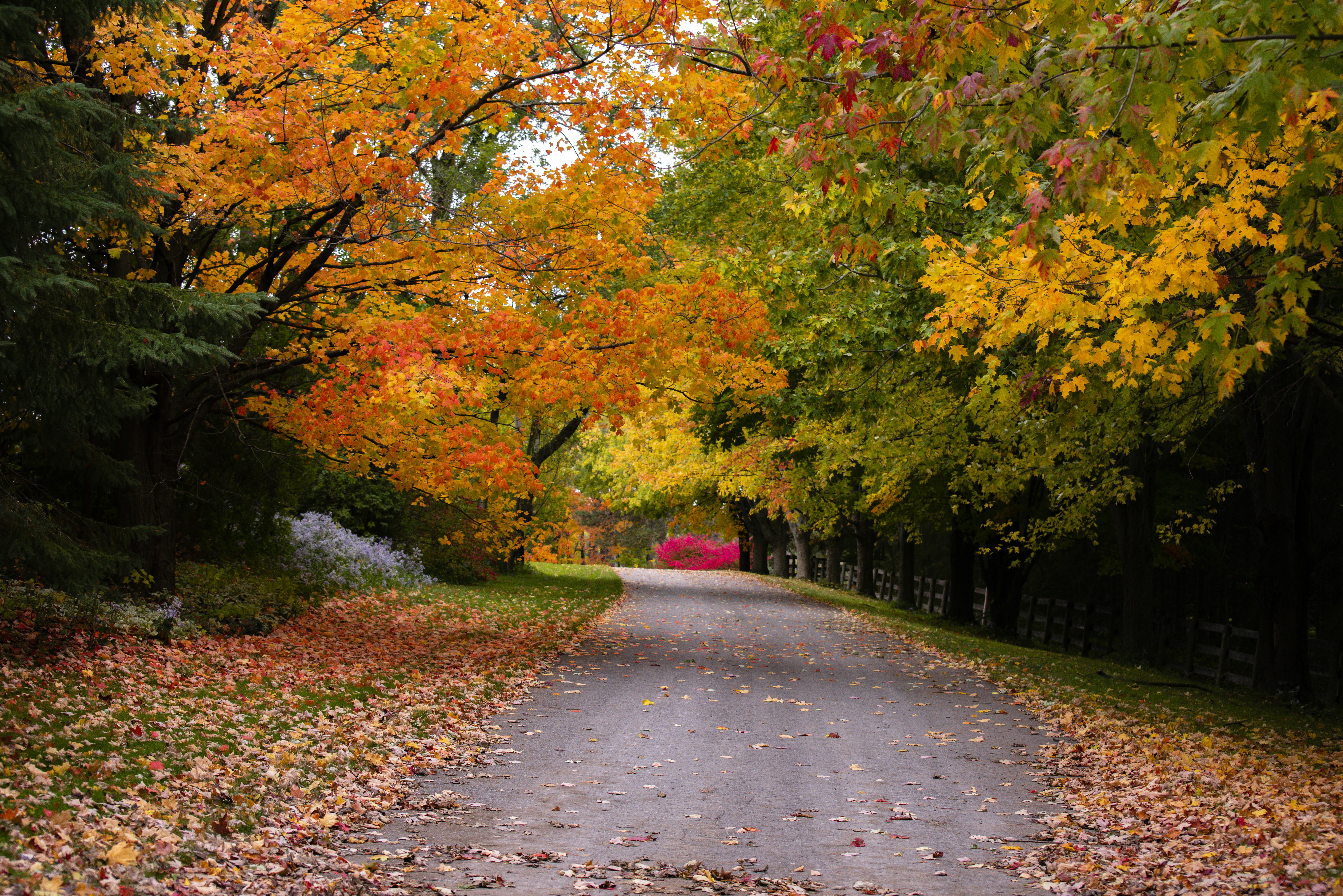 Fall trail