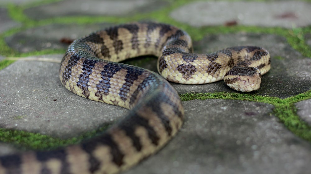 brown and black snake on gray concrete floor